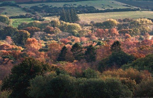 Осенняя палитра