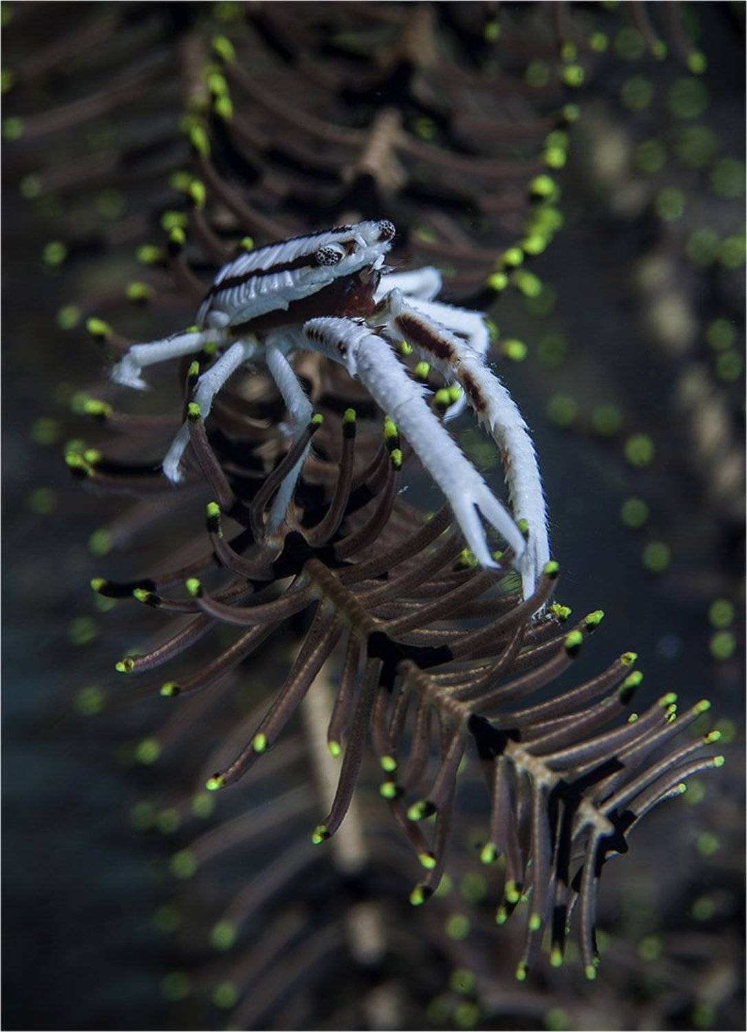 филиппины, о. пескадор, сrinoшd squat lobster, Сергей Гаспарян
