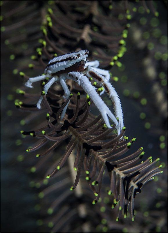 филиппины, о. пескадор, сrinoшd squat lobster утренний релакс фото превью