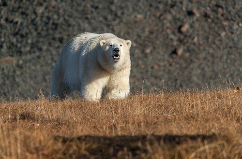 Любопытство не порок ....