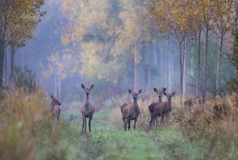 *** фото превью