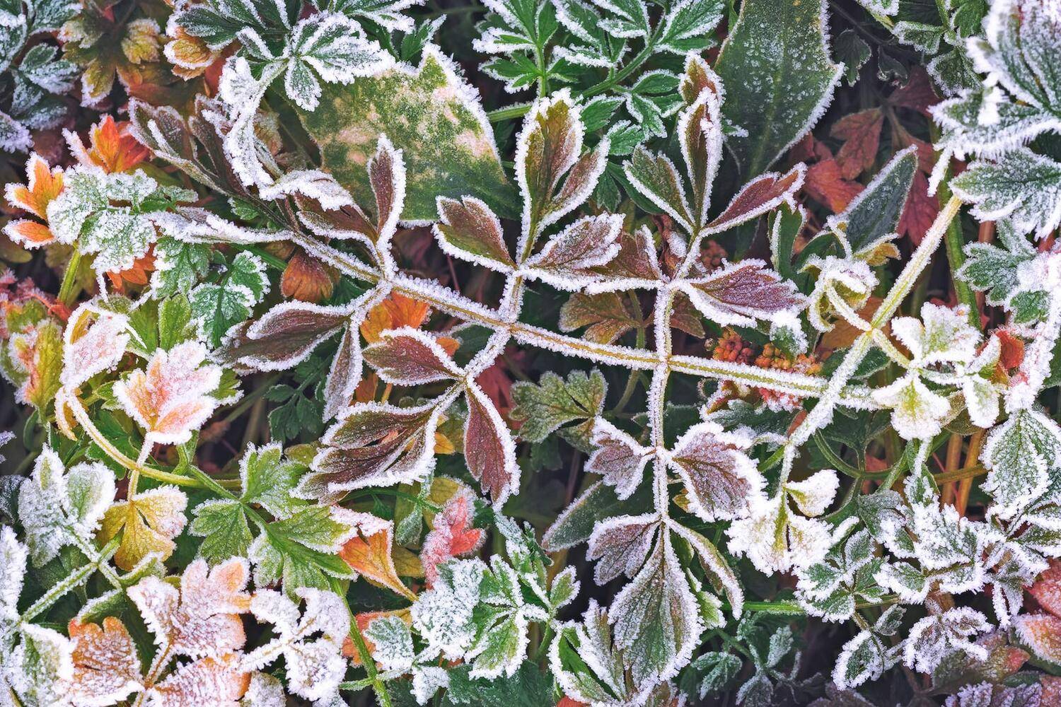 утро, заморозок, иней, осень, октябрь, крупный план, абстракция, Станислав Саламанов