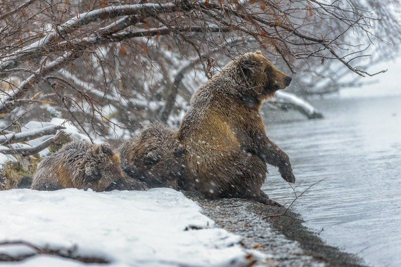 бурый медведь камчатка Опять зима ! фото превью