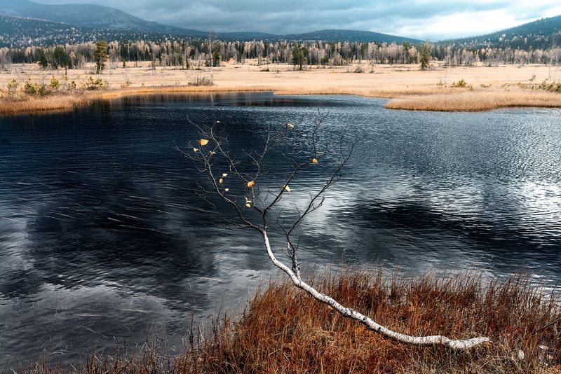 Солнце, ветер, снег, дождь, черная вода, болота, кривые березы Солнце-ветер-снег-дождь-черная вода-болота- кривые березы фото превью