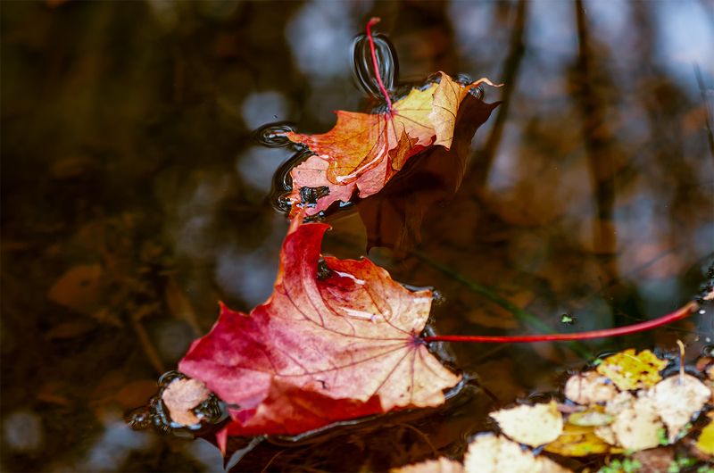 autumn,colors, Autumn flowers фото превью