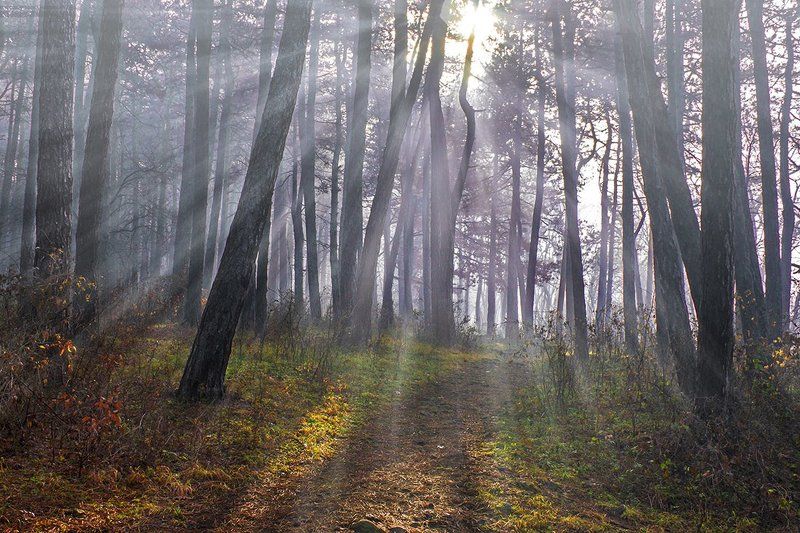 The shining forest фото превью