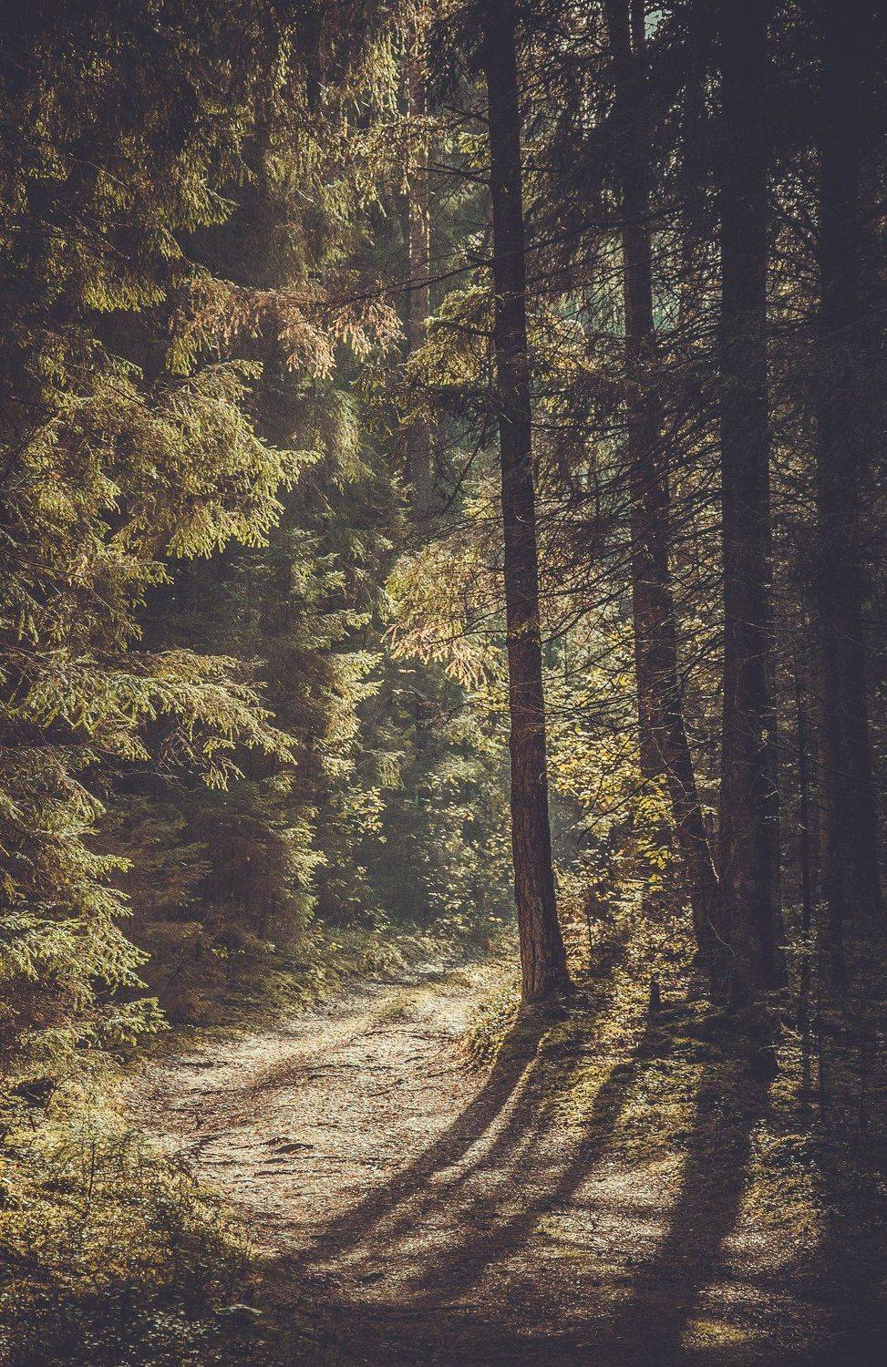 лес, деревья, природа, свет, дороги, Дмитрий Иванов