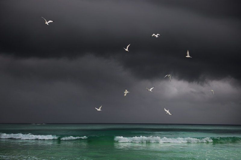 тучи, карибское море, чайки, птицы, море, вода, ураган, стая, мексика Перед ураганом на Карибах фото превью