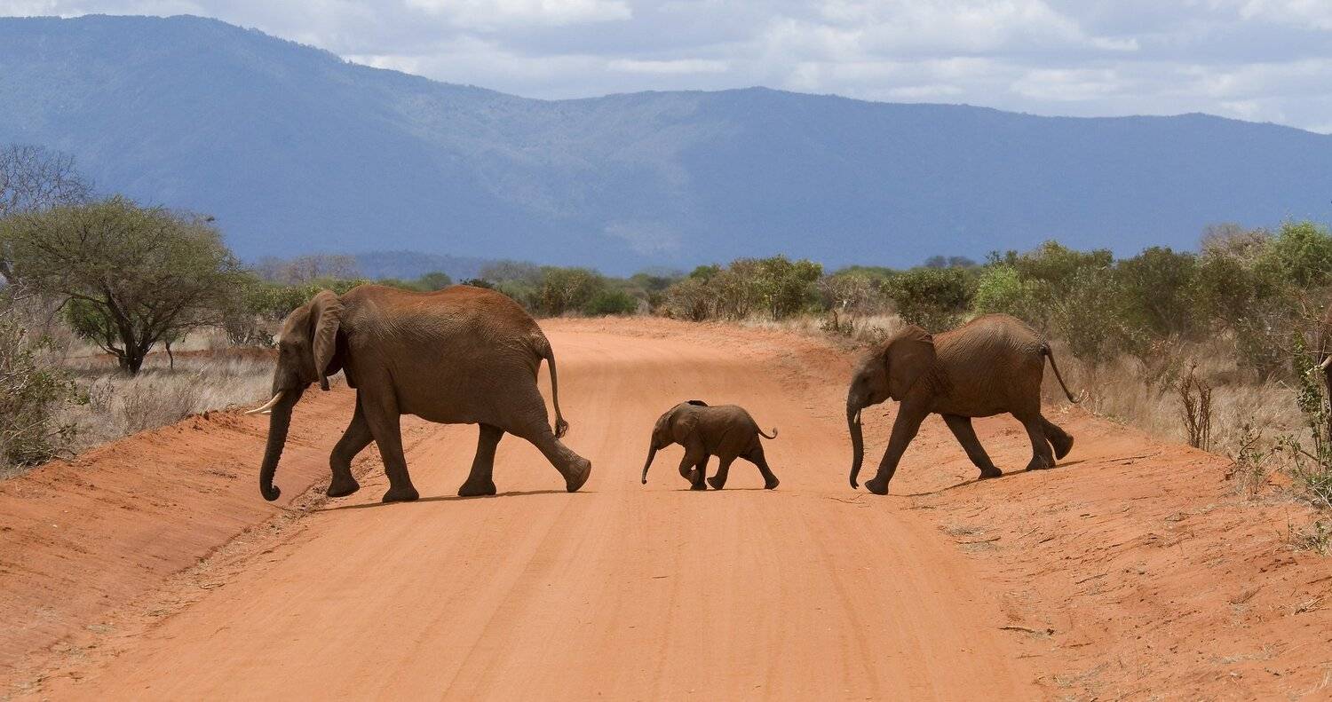 Kenya, Edgars Gerskovics