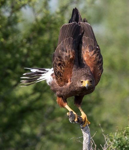 Пустынный канюк - Harris's Hawk