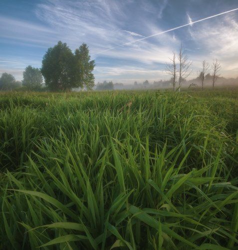 Утренняя тишина