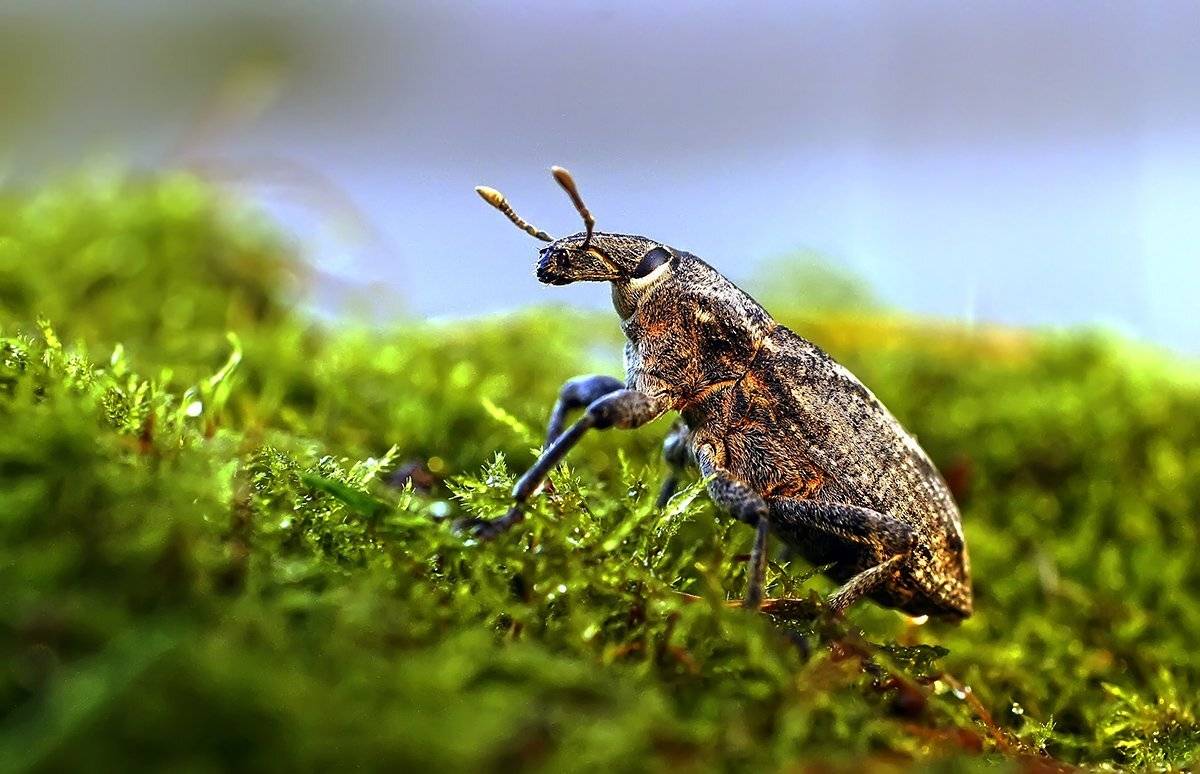 долгоносик, Гарик Соколов