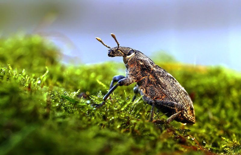 долгоносик В макро джунглях фото превью
