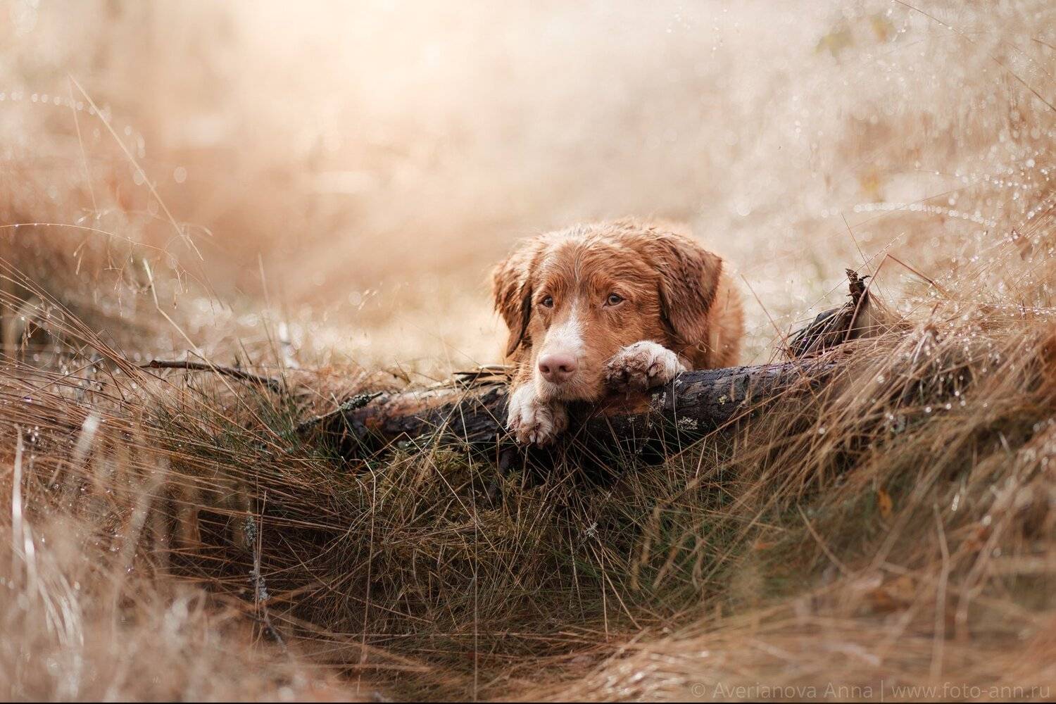 собака, природа, портрет, дождь, Анна Аверьянова