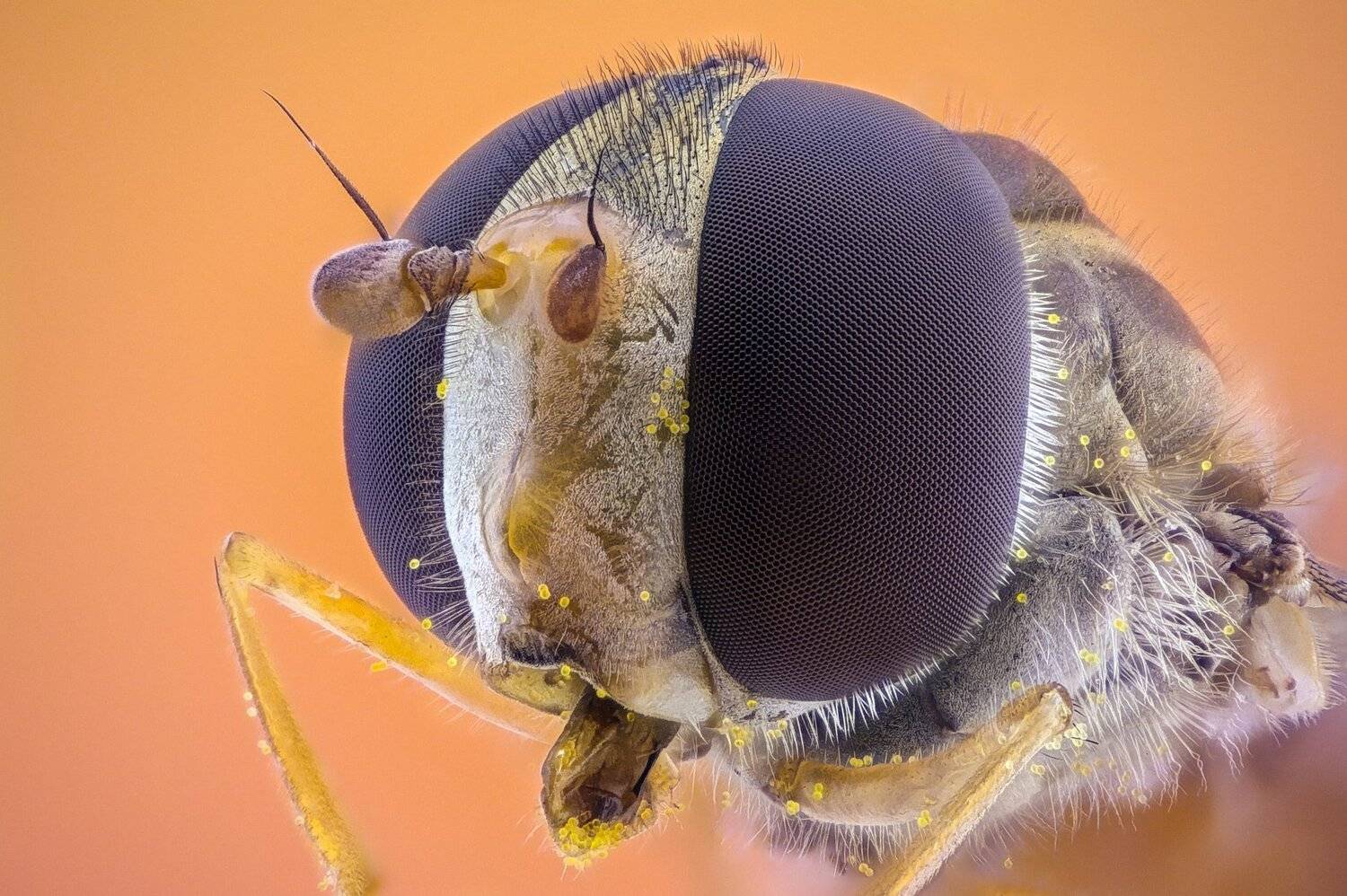 ceclii,macro,lgg4, extrememacro,  макро, Tsvetan Ganev