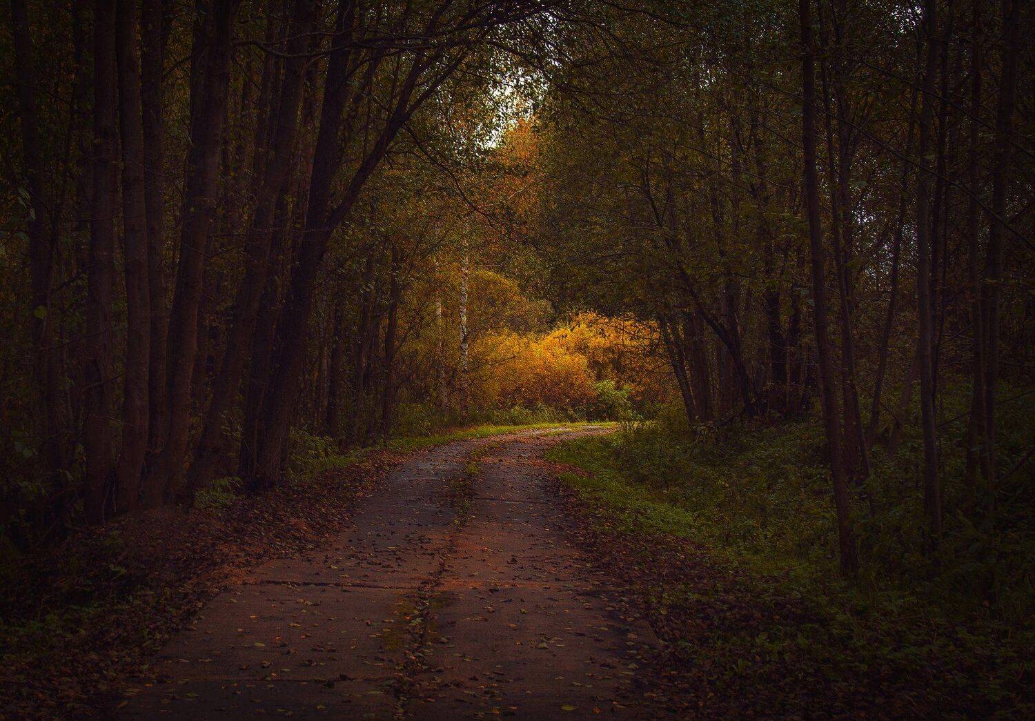 осень, закат, лес, дорога, Екатерина