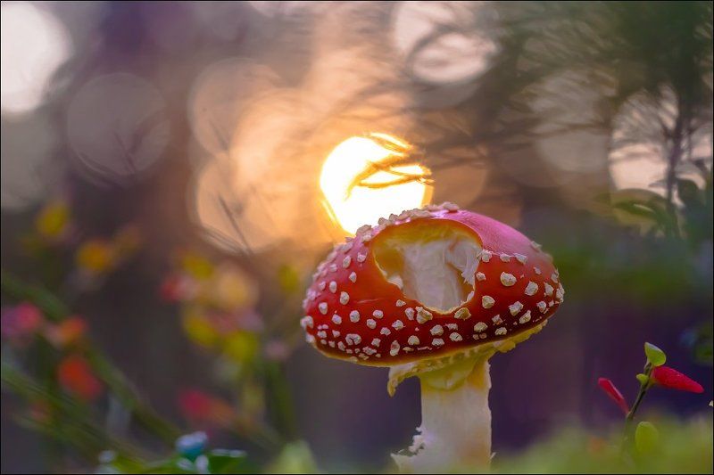 ... фото превью