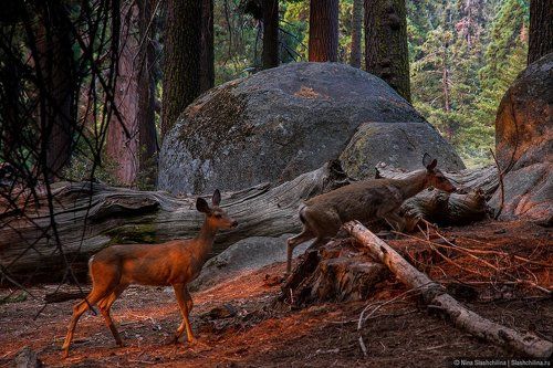 Среди гигантских секвой