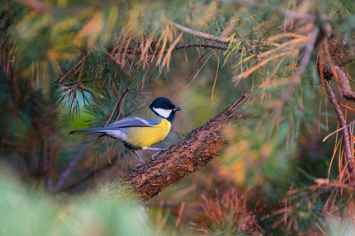 Great tit