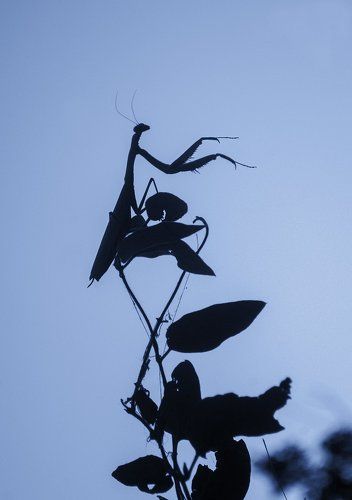 Фагот, извините, это каким местом Вы сейчас издали звук?