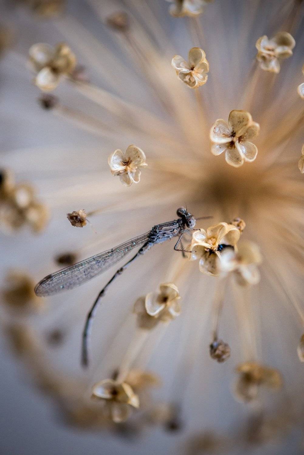 природа, макро, стрекоза, лук гигантский, разбегание галактик,, Неля Рачкова