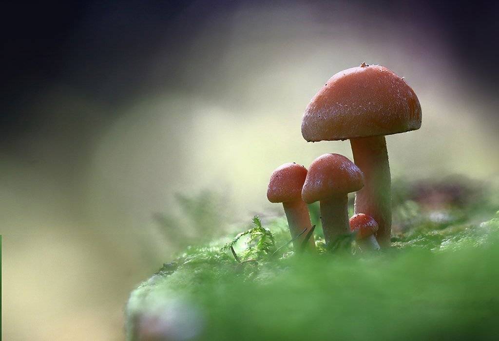 гриб, семейка, осень, заросли, листья, ветви, дерево,пень, мох, деревья, растения, природа, фон, зеленый, коричневый, красиво, облачно., Виктор Шнайдер