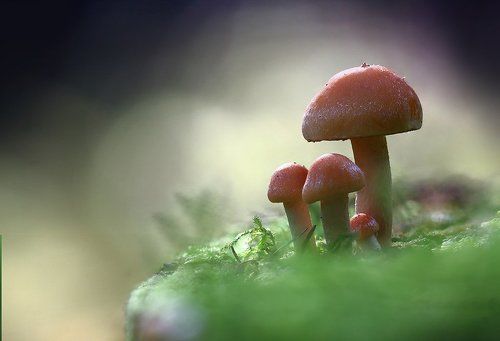 Грибная семейка.
