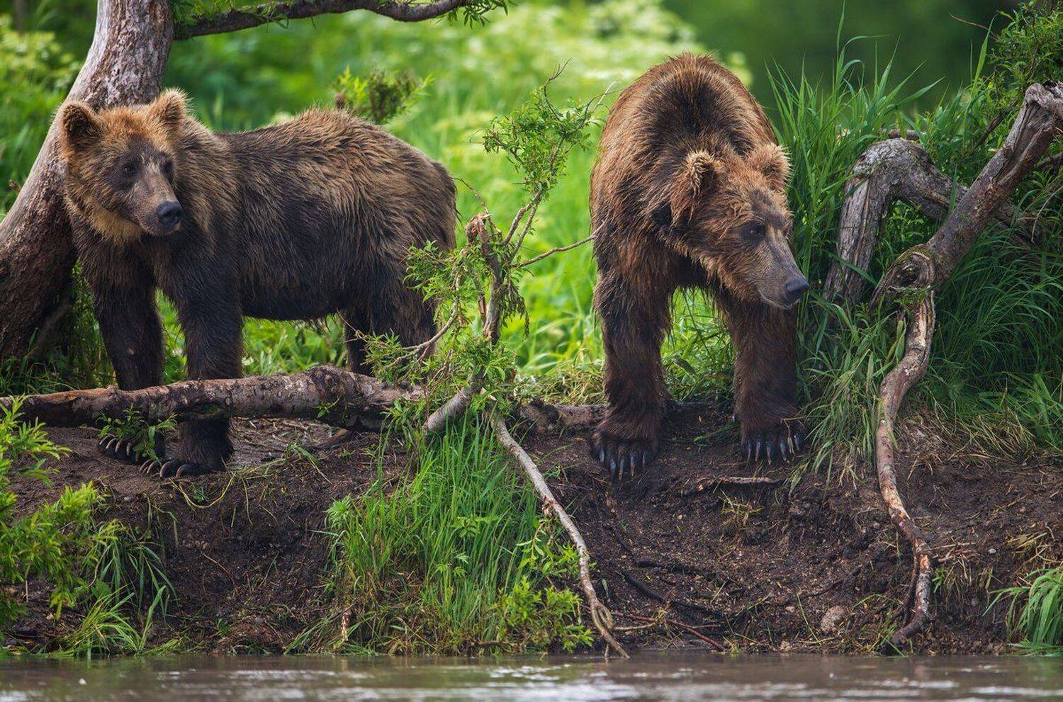 рыба, Александр Маркелов