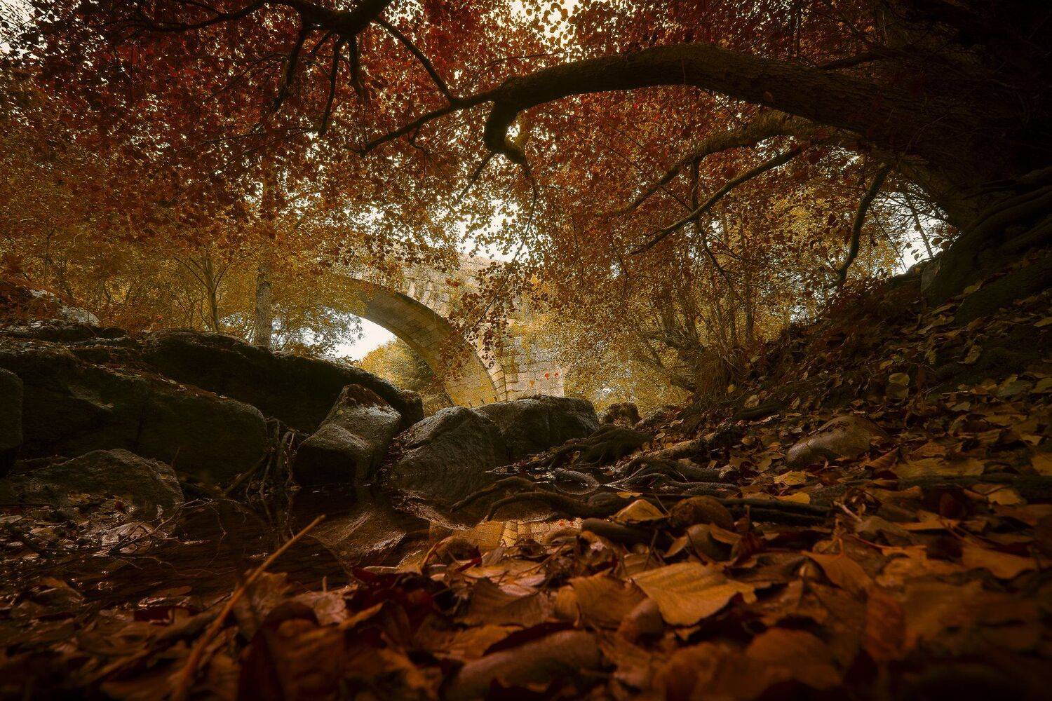 autumn, fall, brown, orange, leaves, reflections, colors, Antonio Coelho