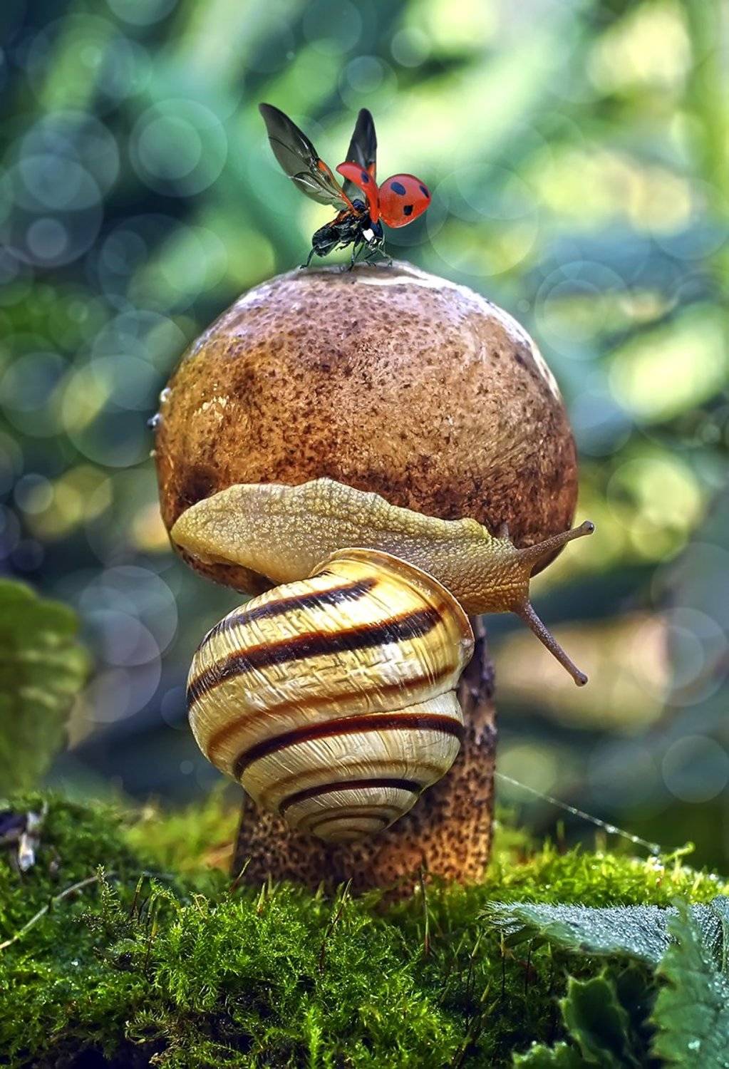 божья коровка,улитка,грибы,осень, Гарик Соколов