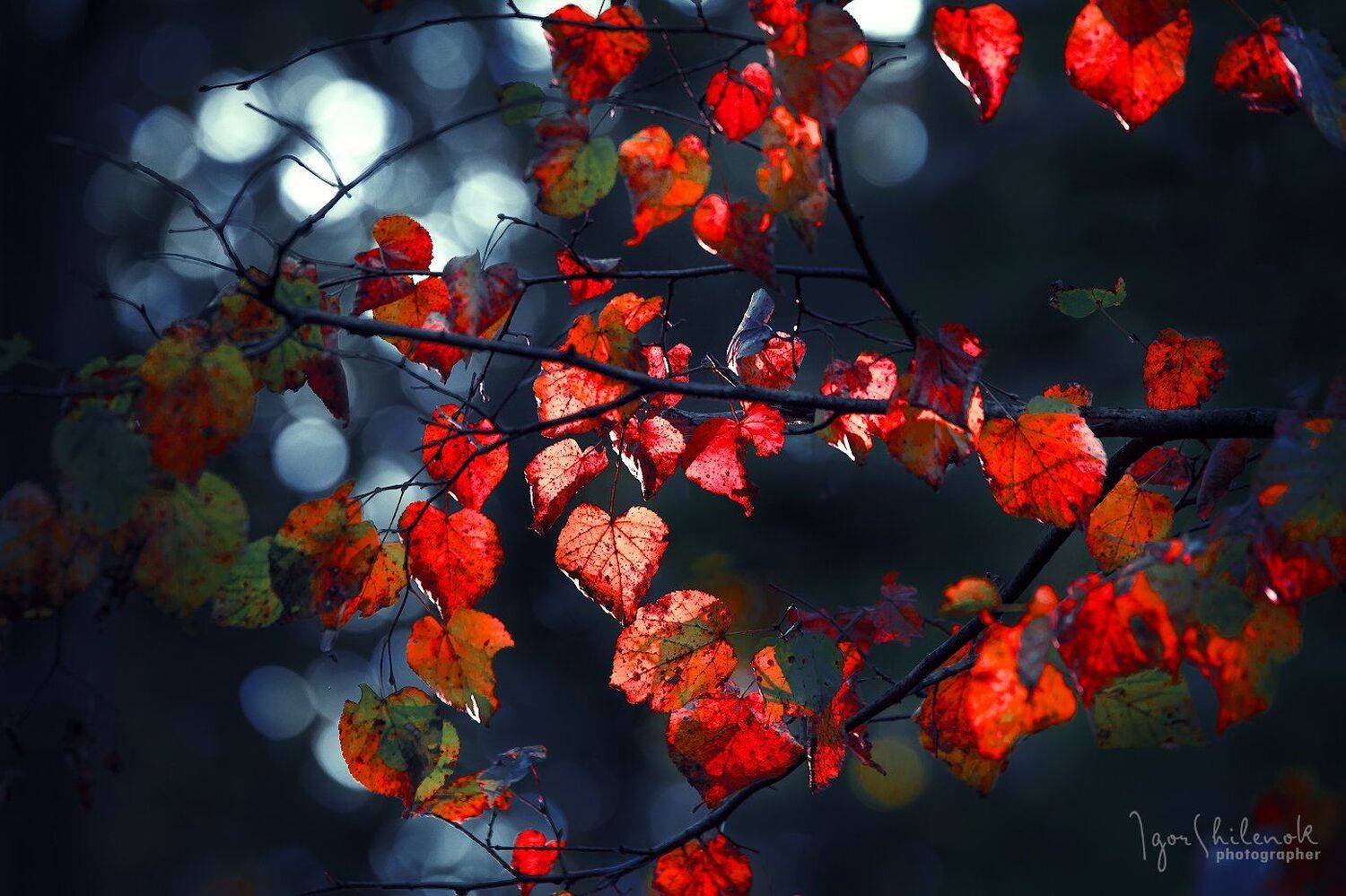 осень, Игорь Шиленок