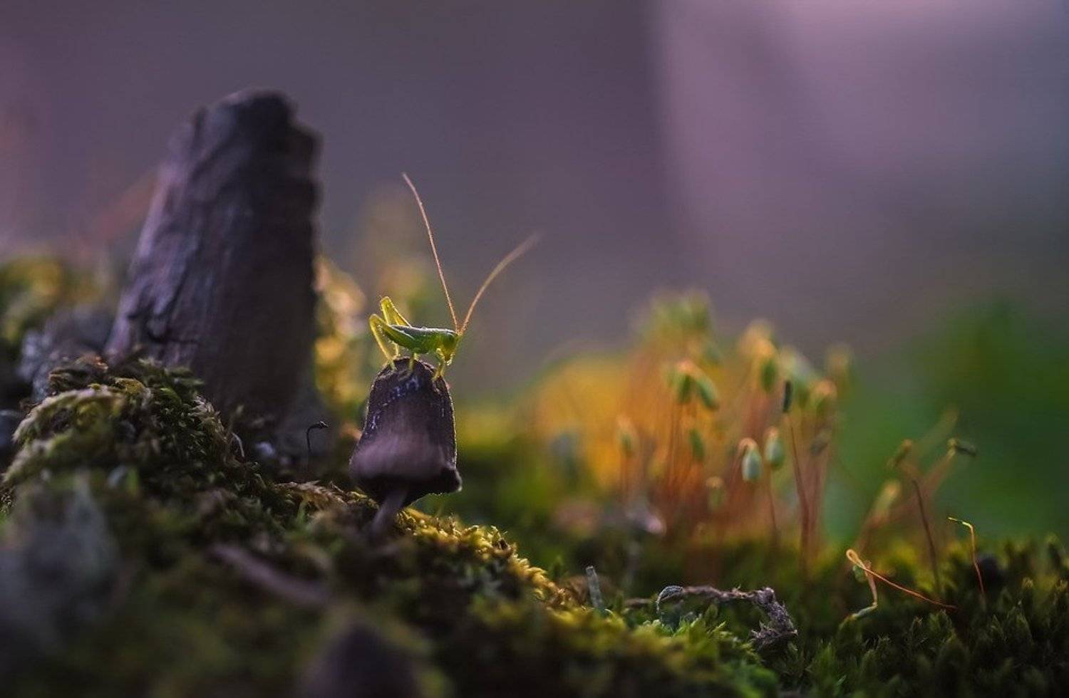 , Вячеслав Мищенко