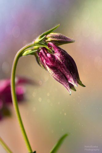 Аквилегии 2