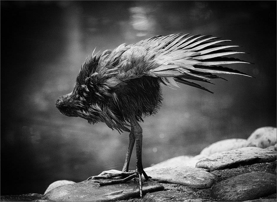 , Сергей Фудиненко