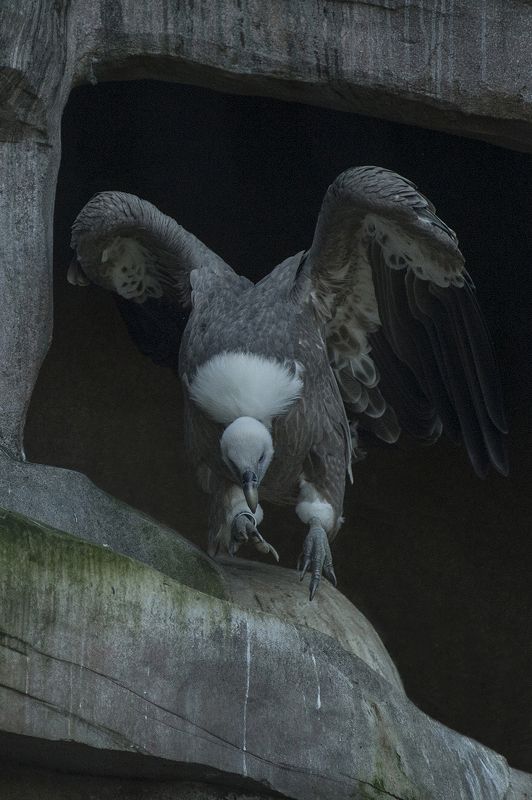 the lookout фото превью