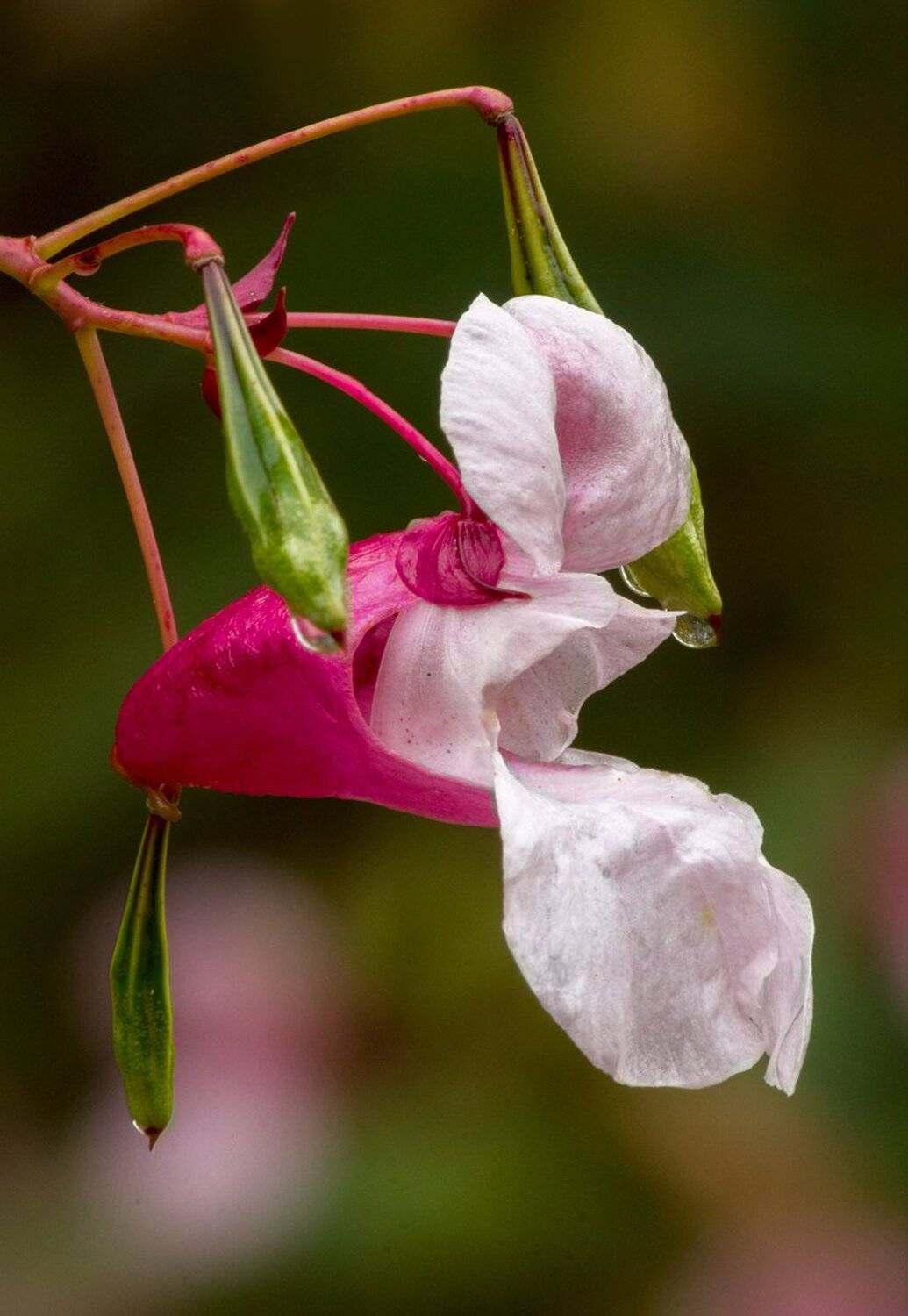 , Николай Андреев