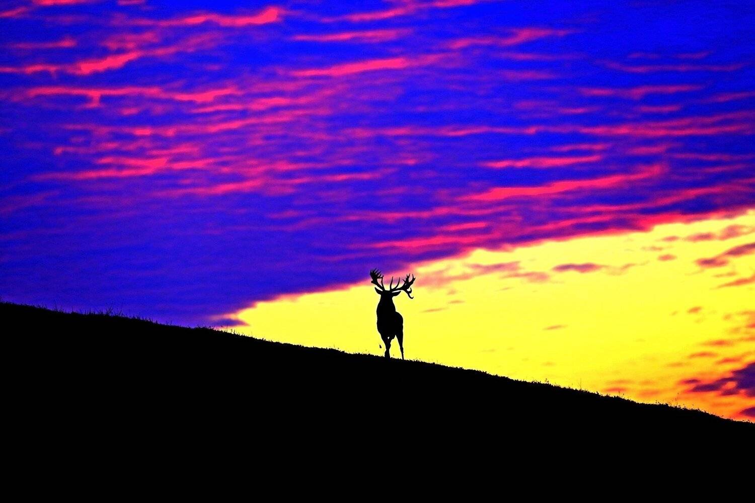 олень, Андрей Шимчук