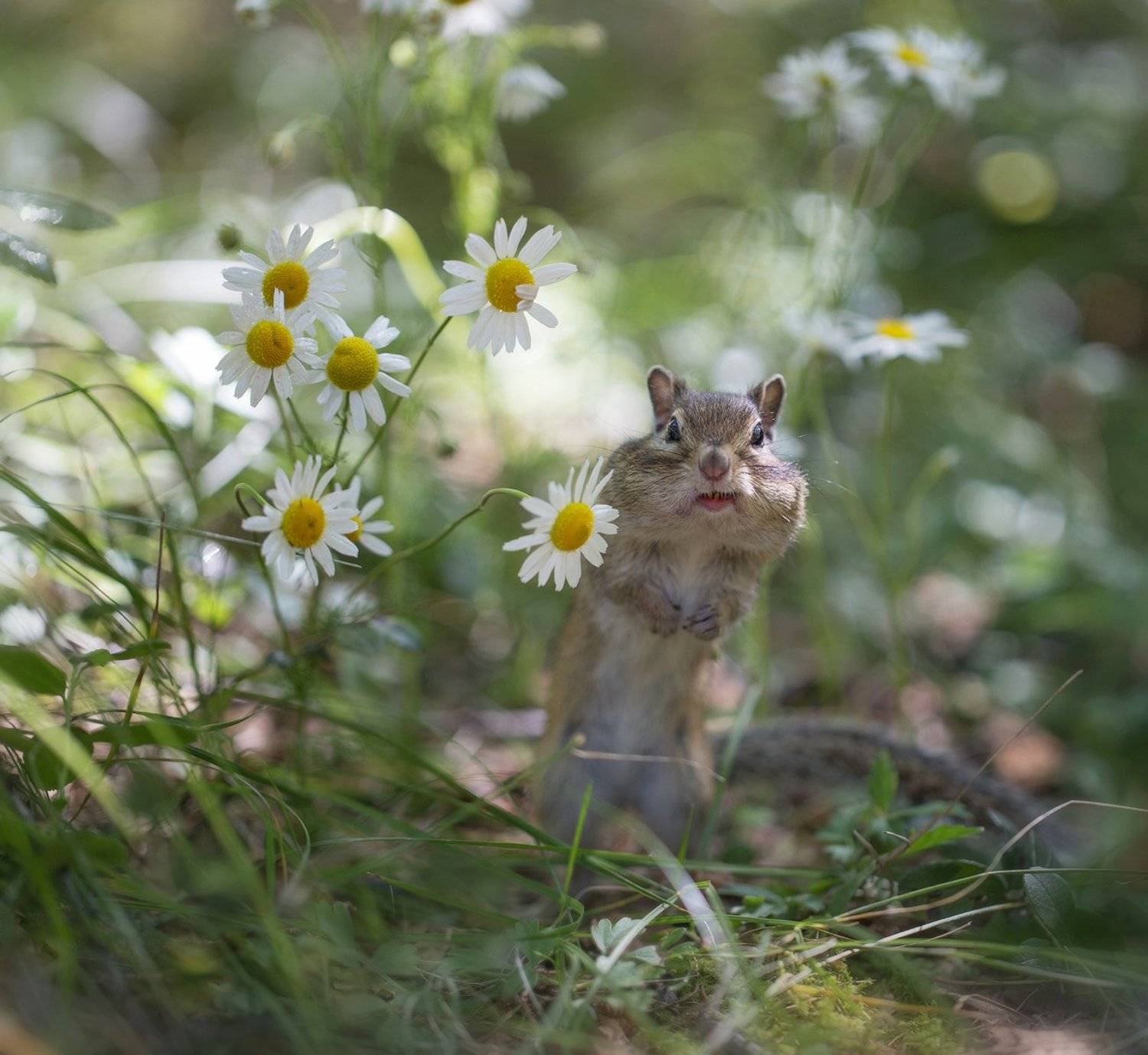 бурундук, якутия, ромашка, Евгения Левина