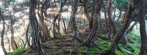 Sacred Pine Trees