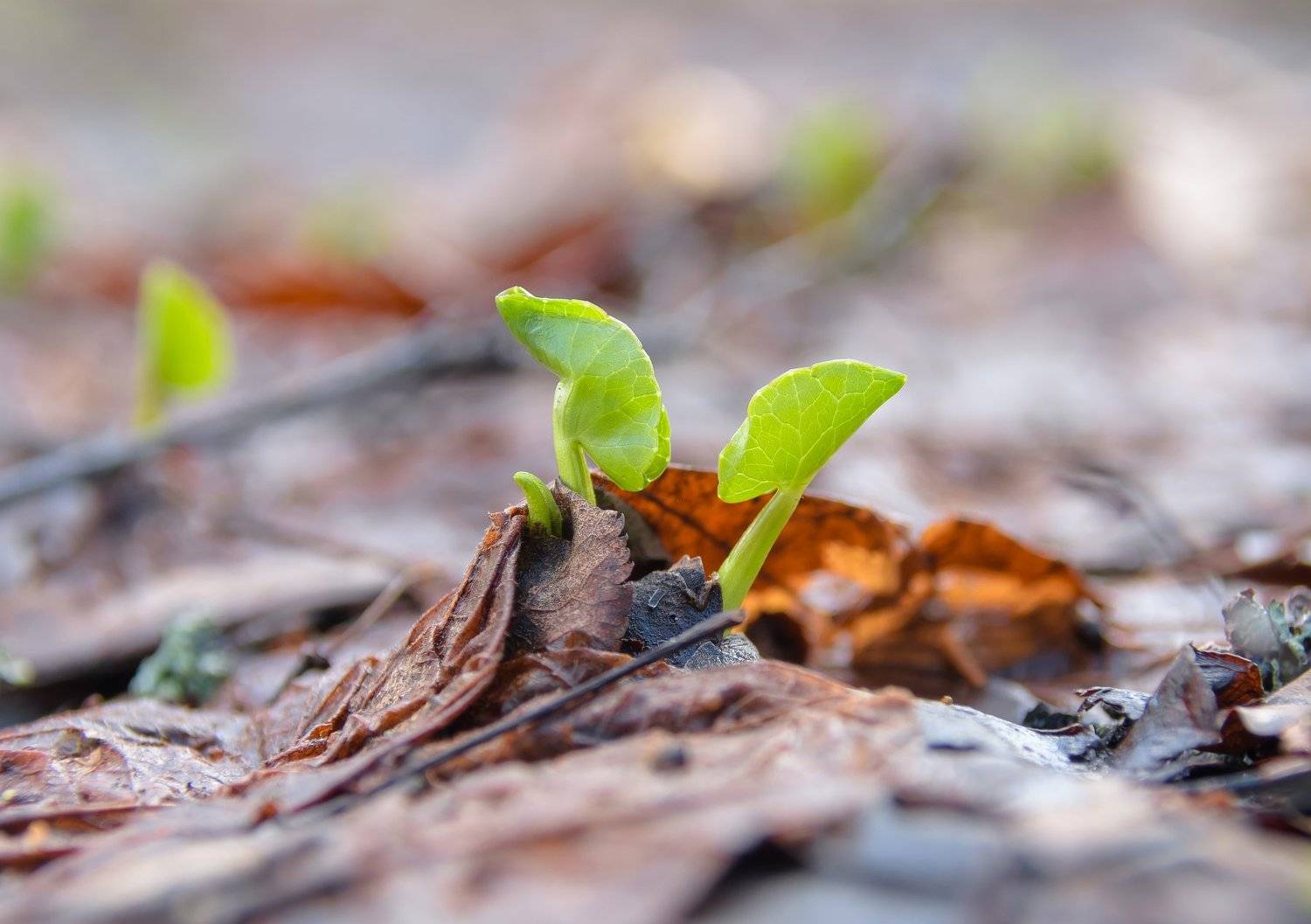 ростки, листики, молодые листья, листья, растения, лесная подстилка, акцент, весна, жизнь, стремление, к свету, зелёный, салатовый, прожилки, под ногами, чистяк весенний, Ксения Соварцева