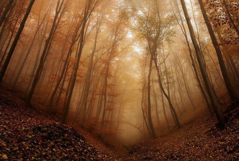 Autumn impression фото превью