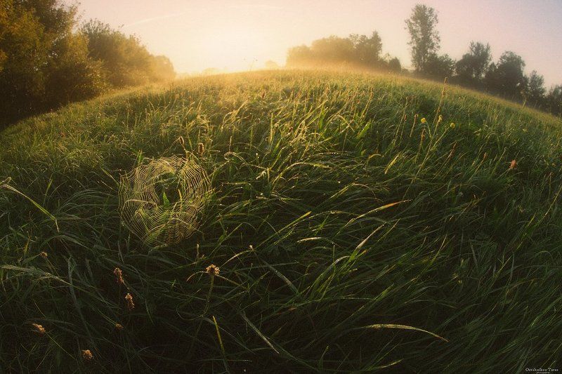 пейзаж,природа,утро,осень,паутина,луг,поляна,рассвет .. фото превью