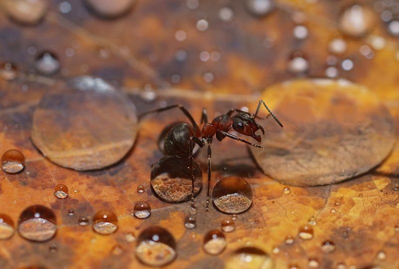 печора,коми,север,муравей,капли,дождь На водопое фото превью