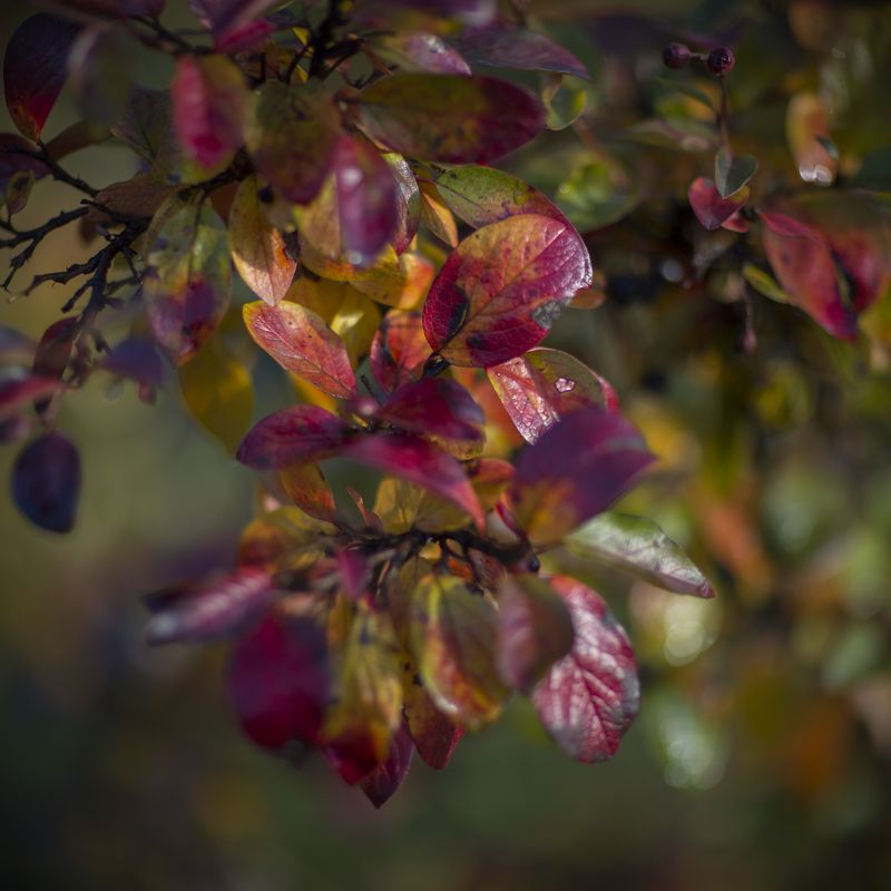*** фото превью