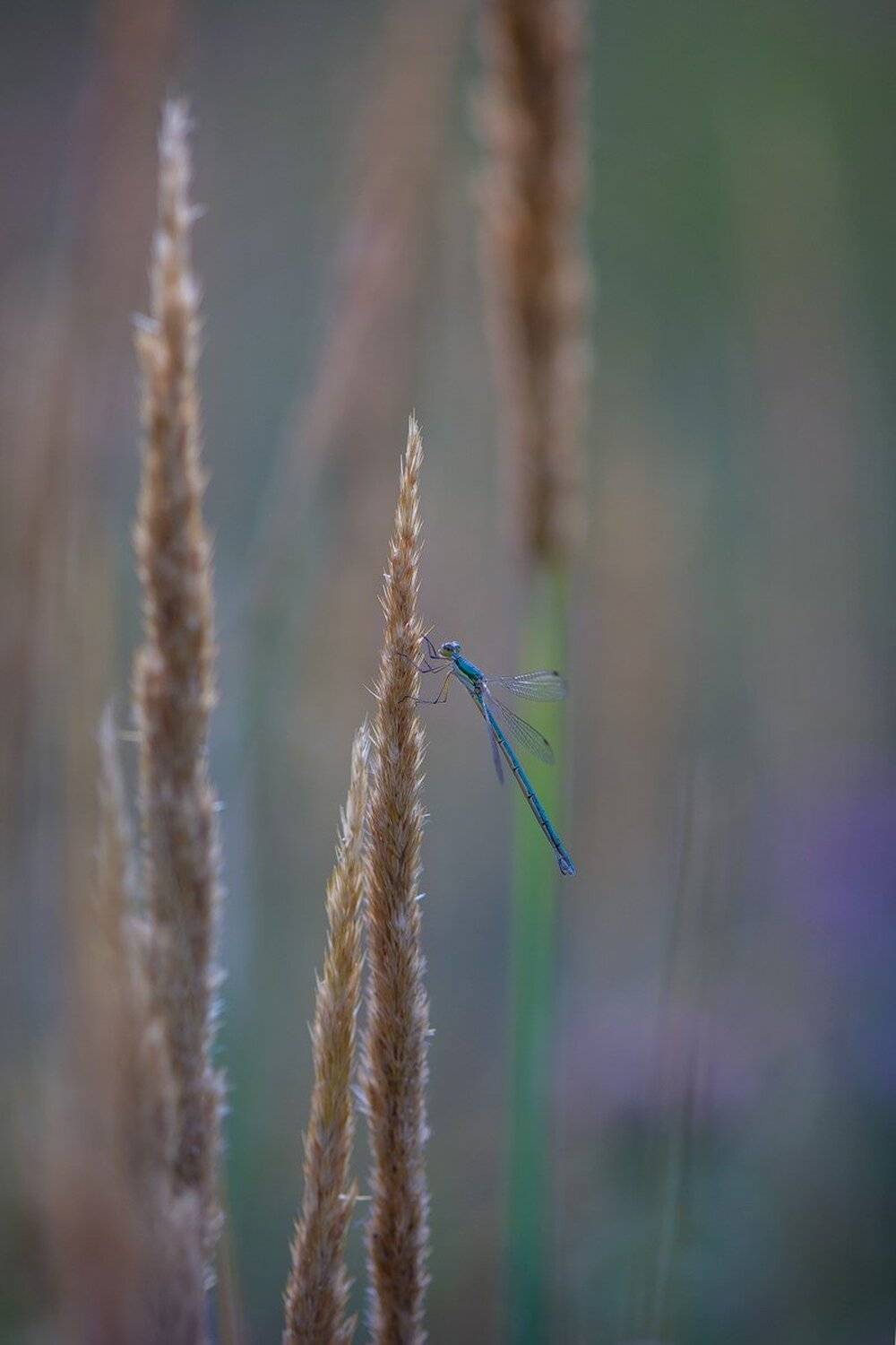, Кузнецов Дмитрий
