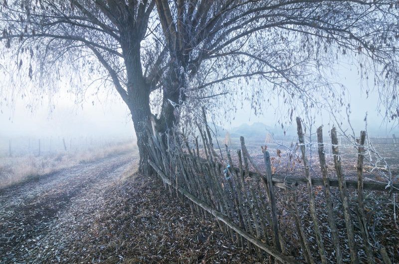 утро, туман, заморозок, околица, иней, изморозь, забор, огороды, пейзаж, дерево, дорога, проселок Зима осень караулит... фото превью