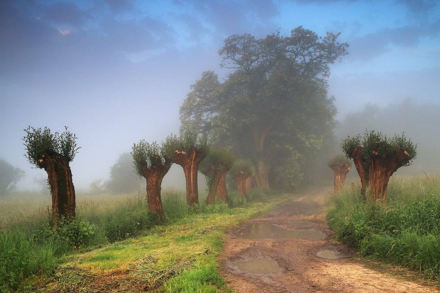 morning, mood, fog, trees, road, summer,, Jacek Lisiewicz