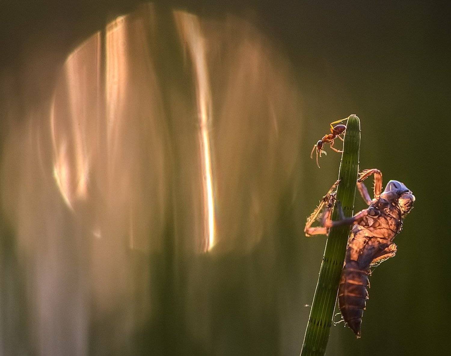 , Вячеслав Мищенко