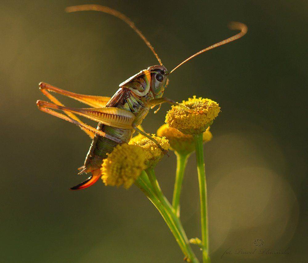 , Pawel Plucinski