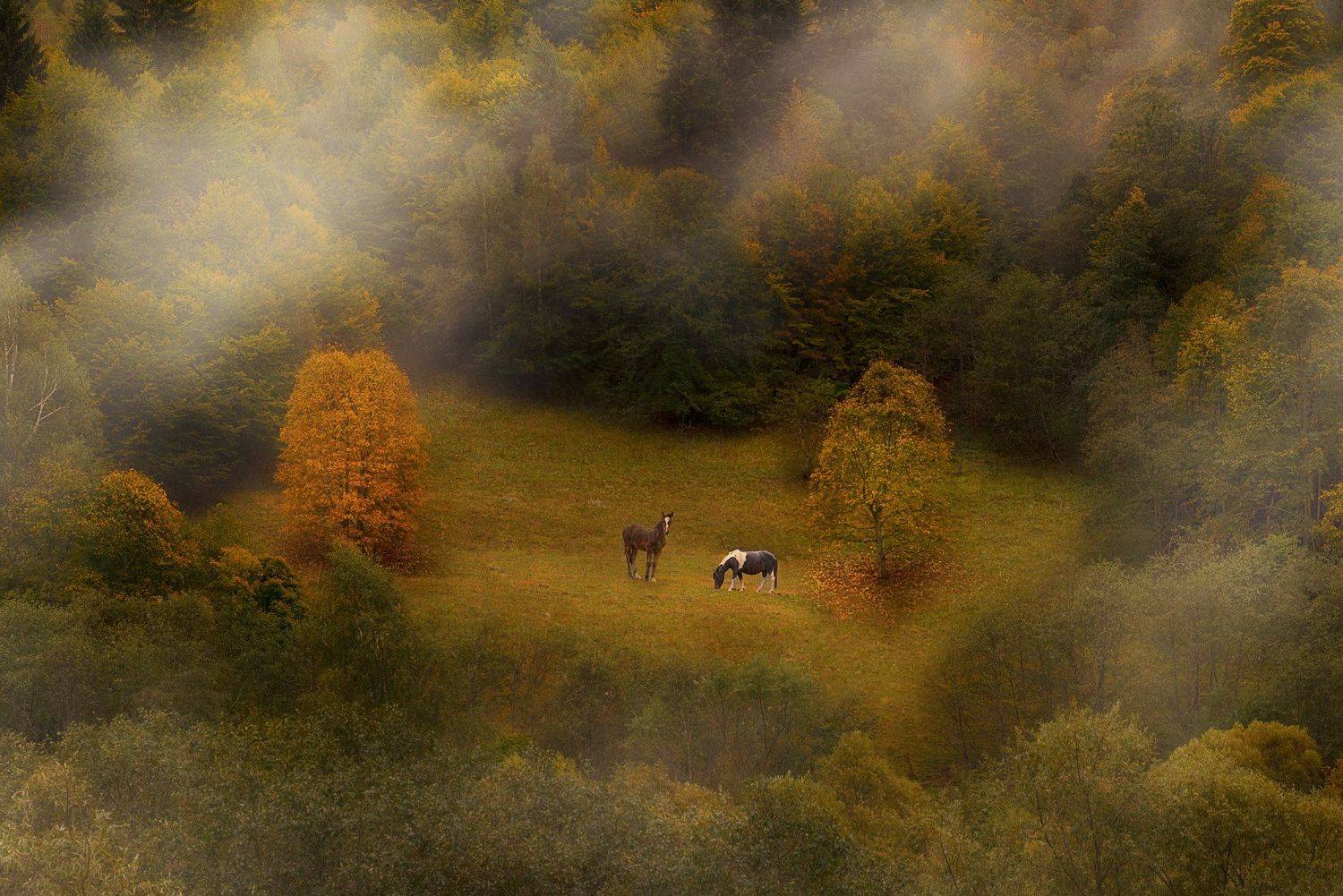 , Тодор Танев